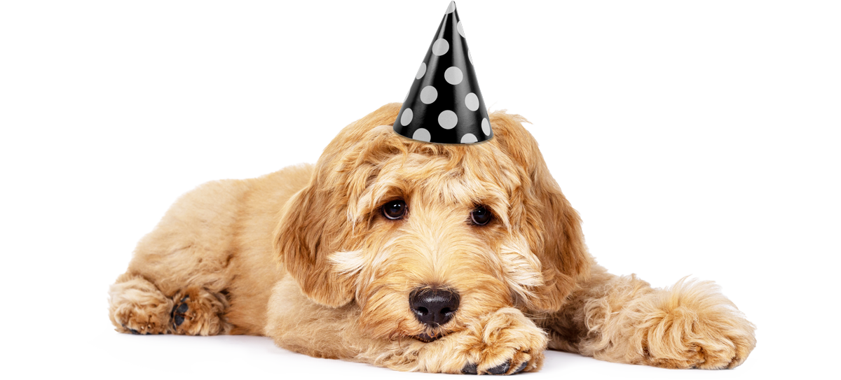 Cher chien Tom avec un chapeau de fête