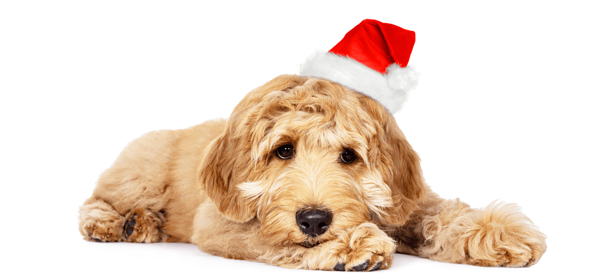 Cher chien Tom avec un chapeau de fête